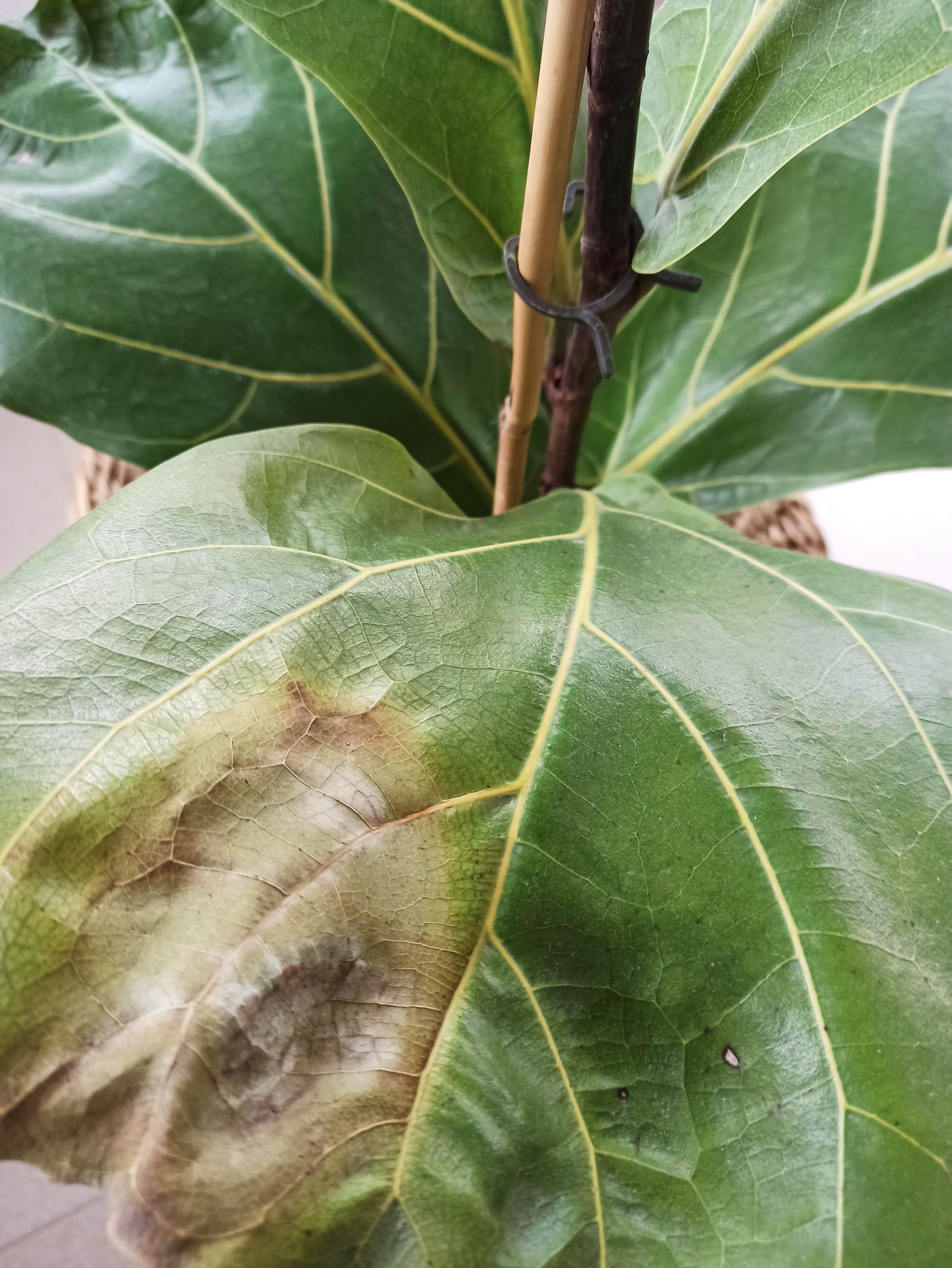 Problemas Ficus Sin Identificar AYUDA