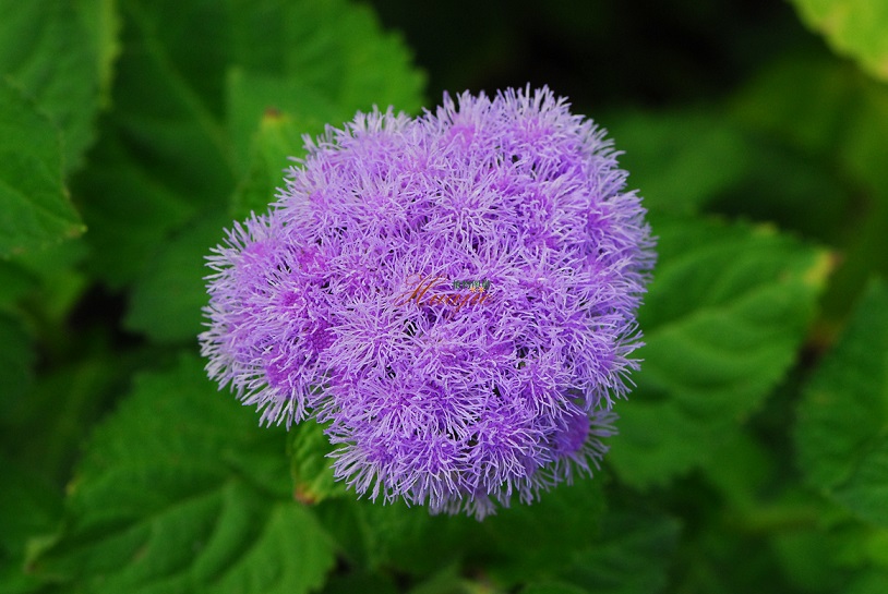 Agerato Ageratum Houstonianum Mill