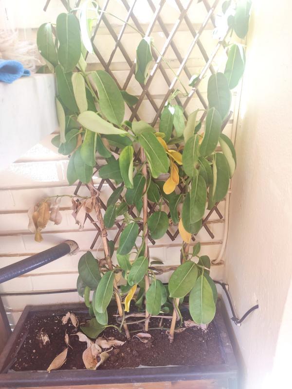 Stephanotis Jazmin De Madagascar Hojas Secas Y Amarillas