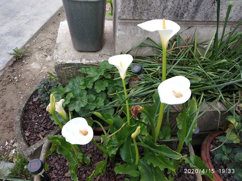 Bulbos de Calas blancas