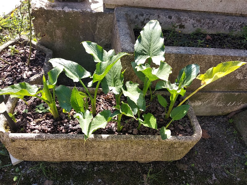 Bulbos de Calas blancas