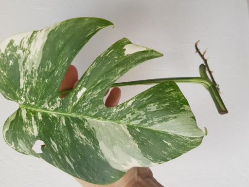 Monstera Variegata Venta De Esqueje