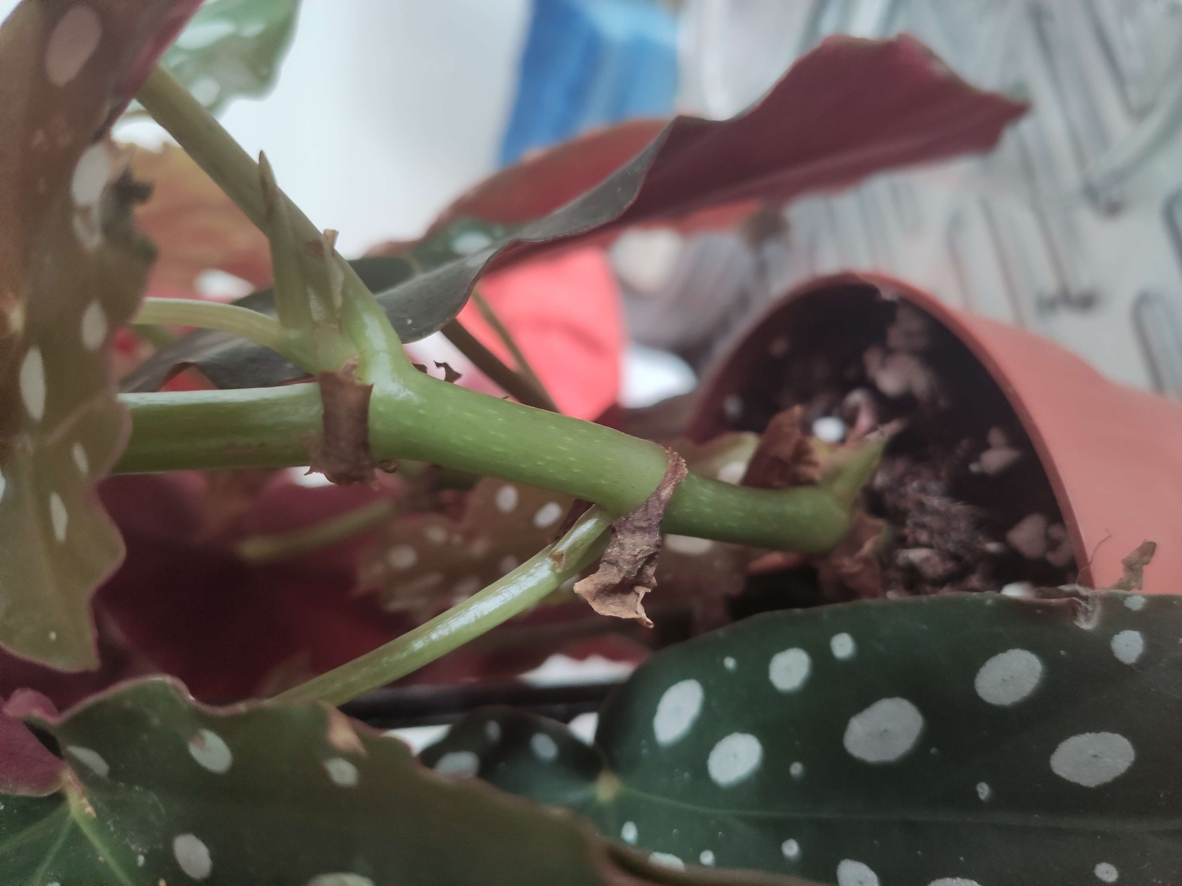 Begonia Maculata enfermísima