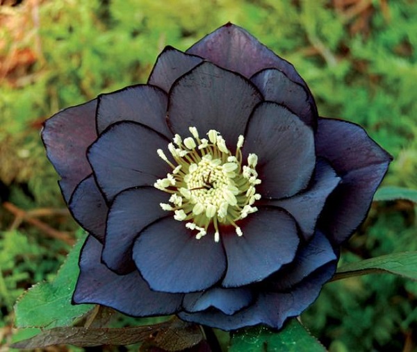 Flores negras | Flores de color negro | Flor negra