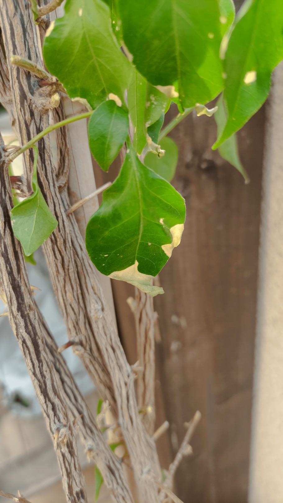 Problema buganvilla hojas amarillas raras (fotos)