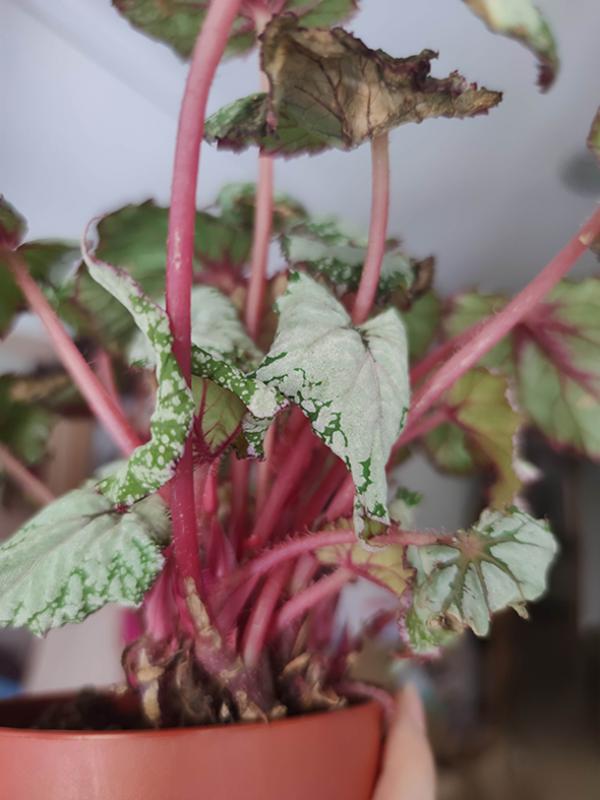 Ayuda, hojas abarquilladas Begonia rex