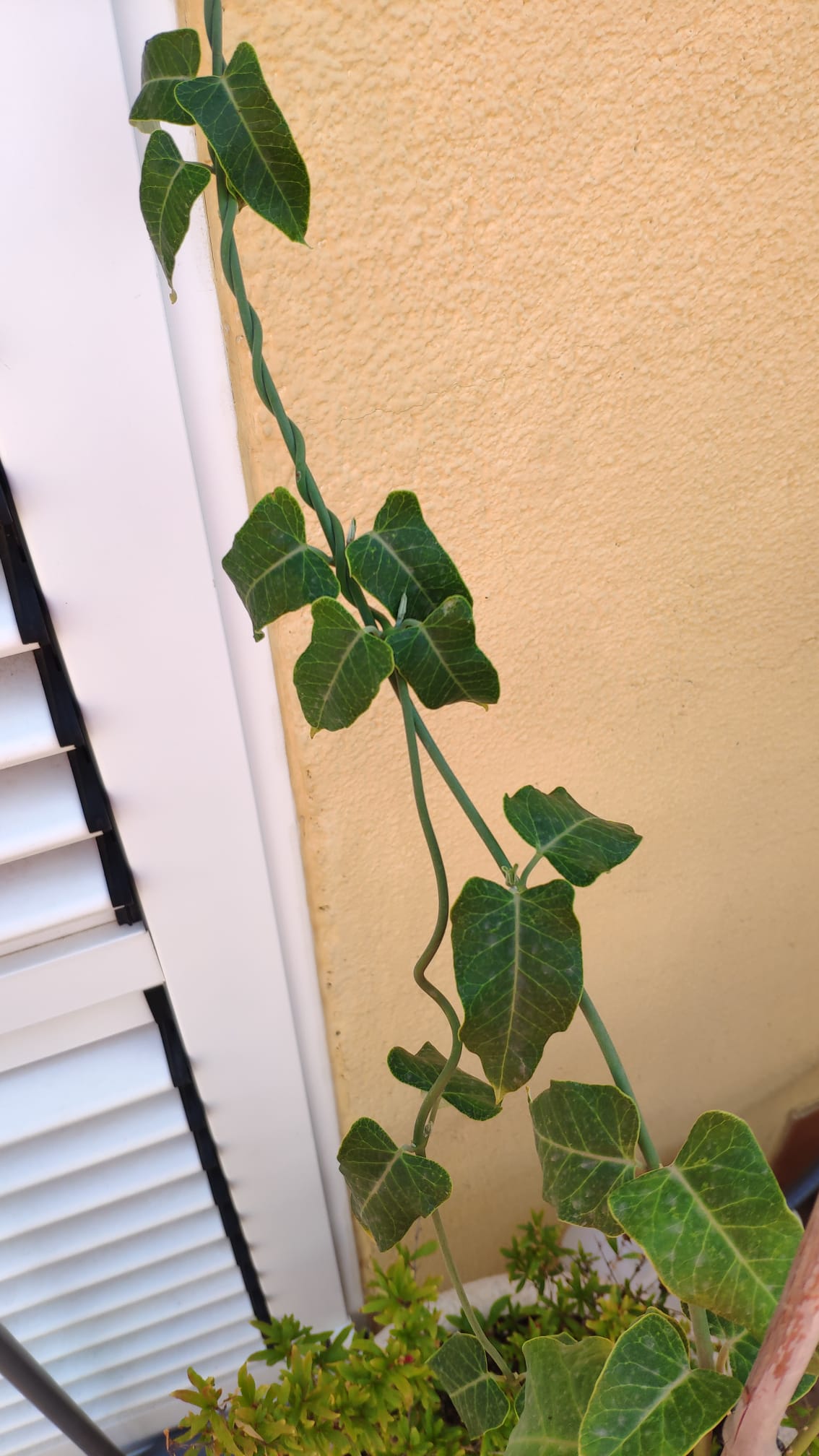 Ayuda Para Identificar Planta Trepadora