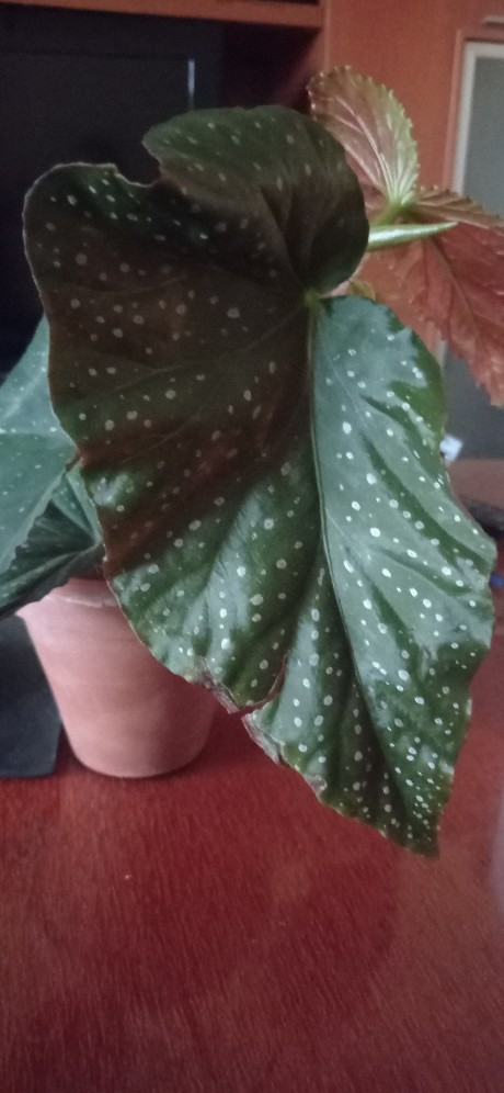 Begonia aconitifolia spectrum