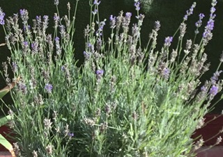 Flores de lavanda secas antes de florecer