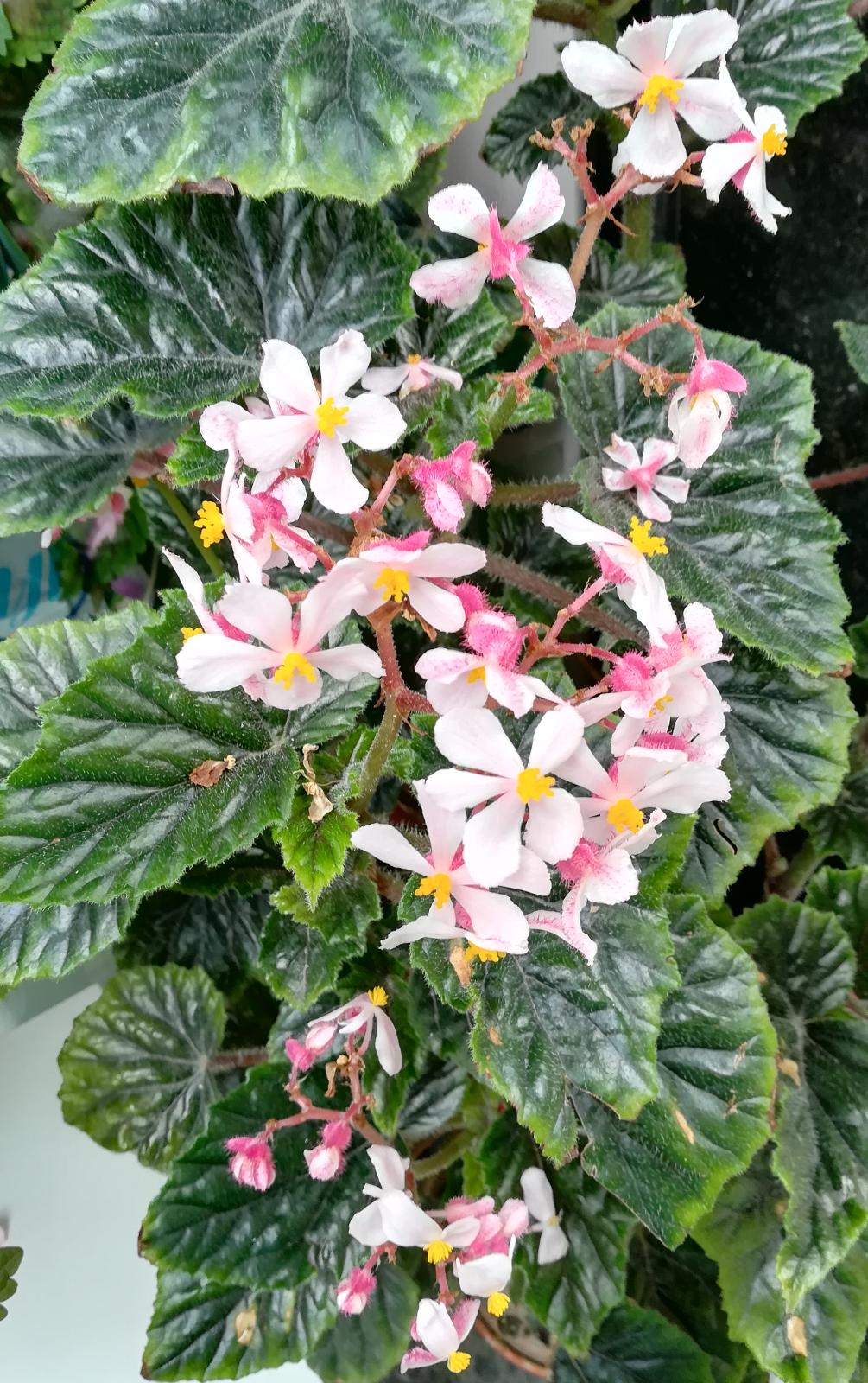 Duda con Begonia...