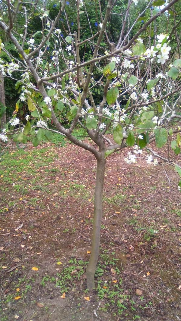 curiosidad: Ciruelo florecido en octubre!