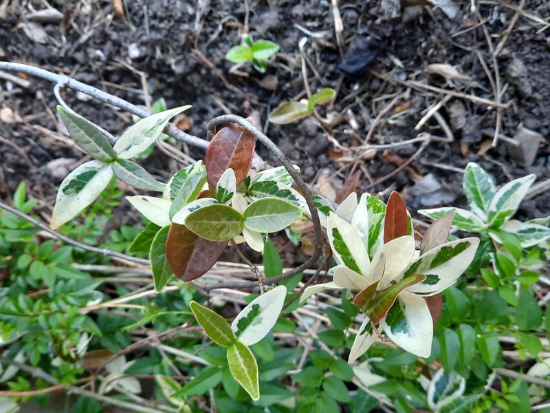 Trachelospermun jasminoide da flor?