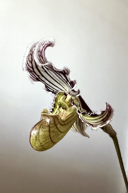 Paphiopedilum fairrieanum  63be7c0fcd2c2