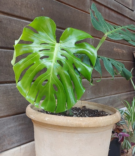 Monstera Deliciosa  63cfbe25161e9