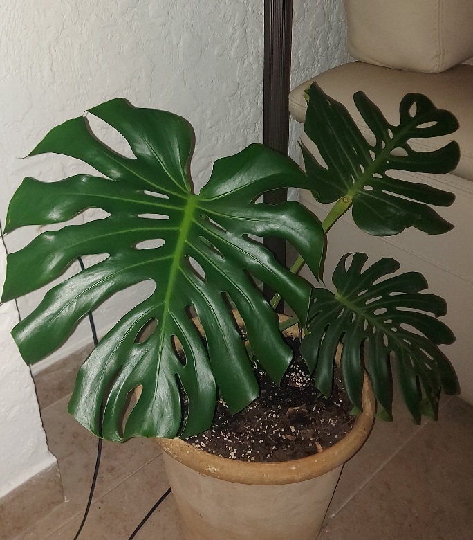 Monstera Deliciosa  63cfbe74af75a