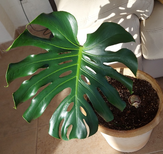 Monstera Deliciosa  63cfbec5ede6d