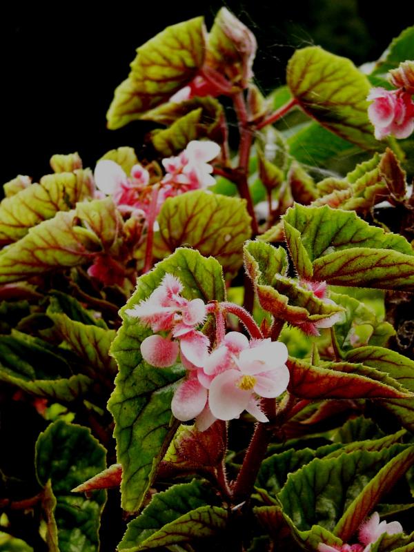 Begonia avery