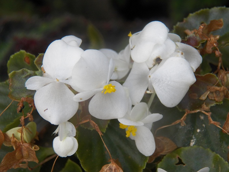 Semillas de begonias sempreflorens