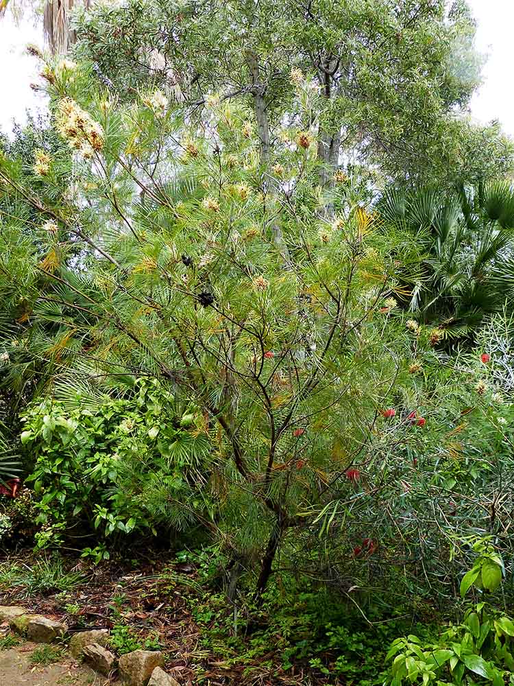 Grevillea hodgei