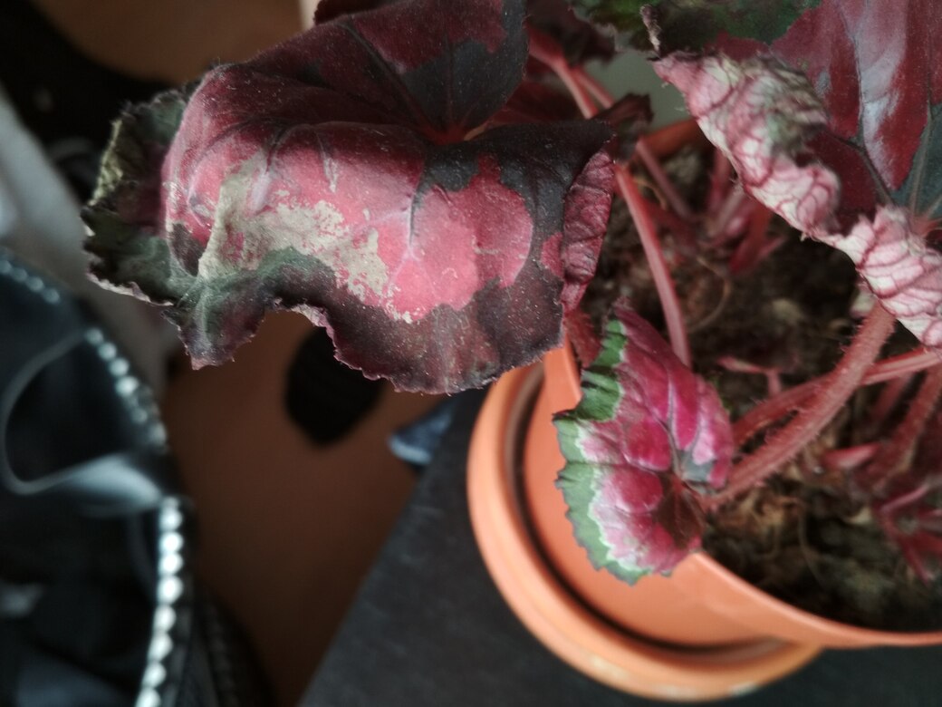 Begonia Rex enferma