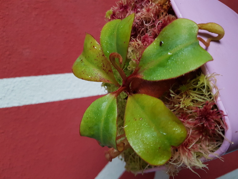 Nepenthes Clipeata