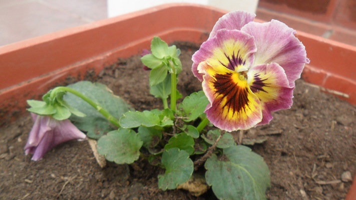 Flores y bulbos - Flor parecida al pensamiento pero más pequeña