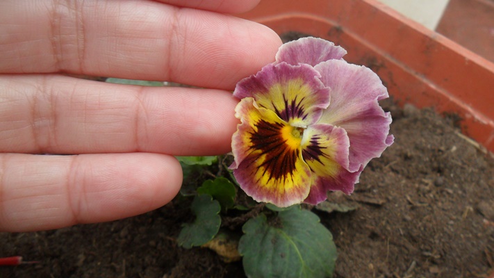 Flores y bulbos - Flor parecida al pensamiento pero más pequeña