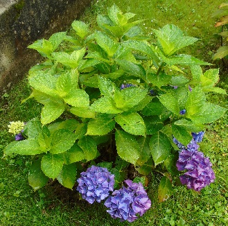 Arbustos - ¿Podría ser una hortensia (violeta)?