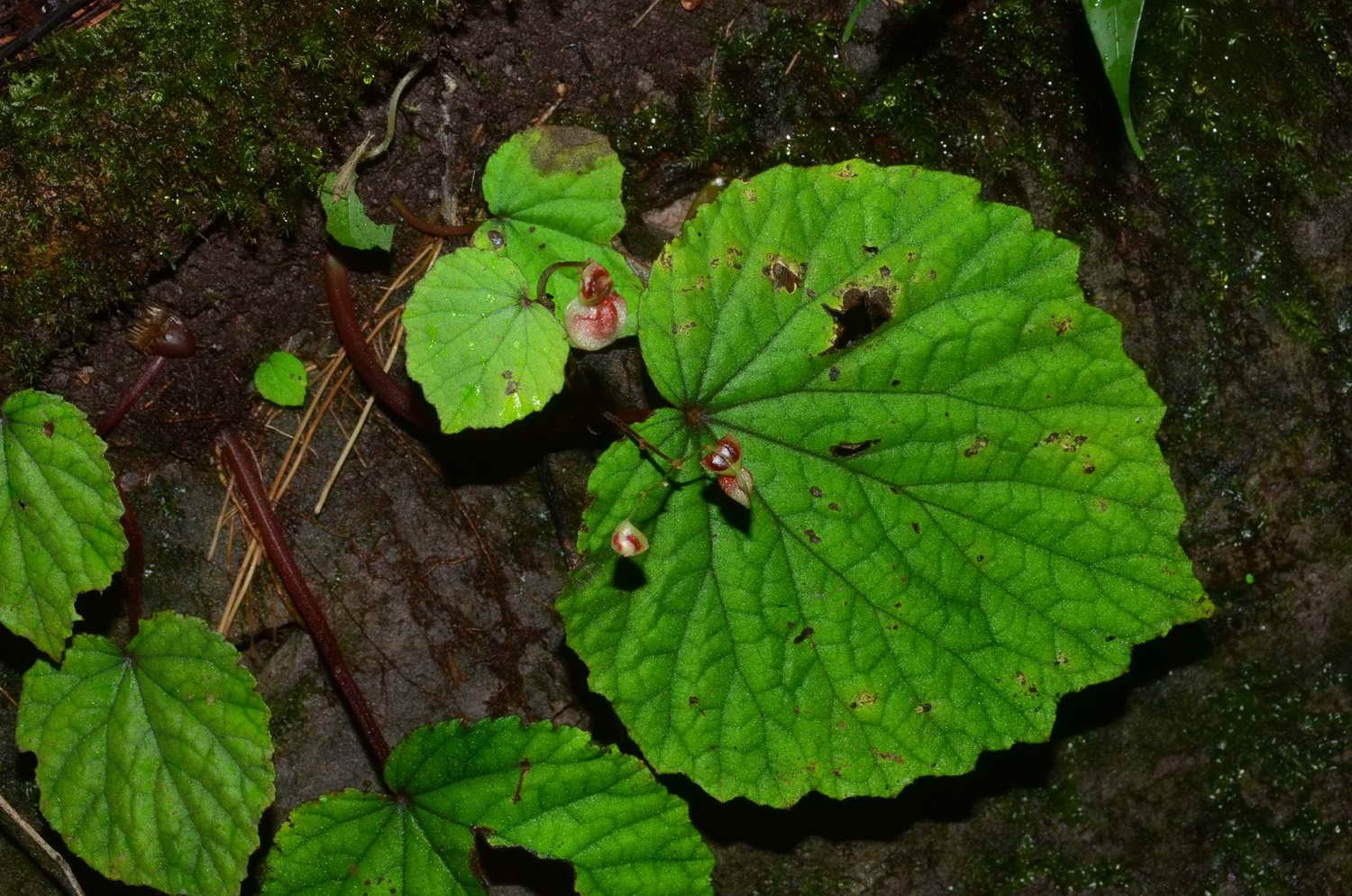 Silvestres - Begonia de Tailandia -> Begonia sinuata” style=”width:100%”><figcaption style=