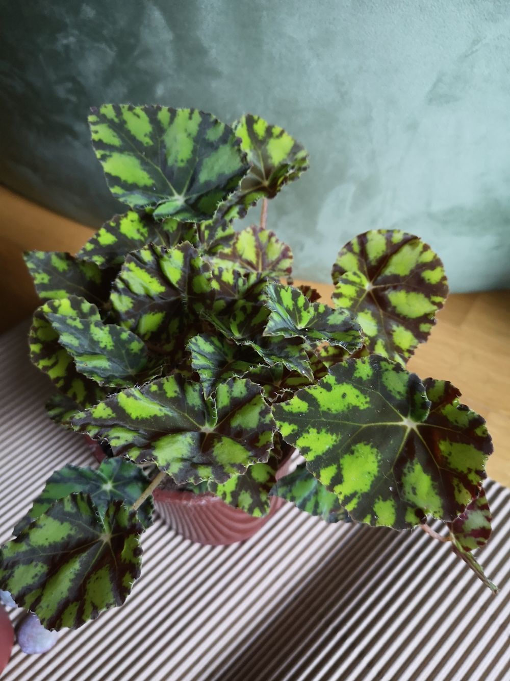 Plantas de interior - Begonia?