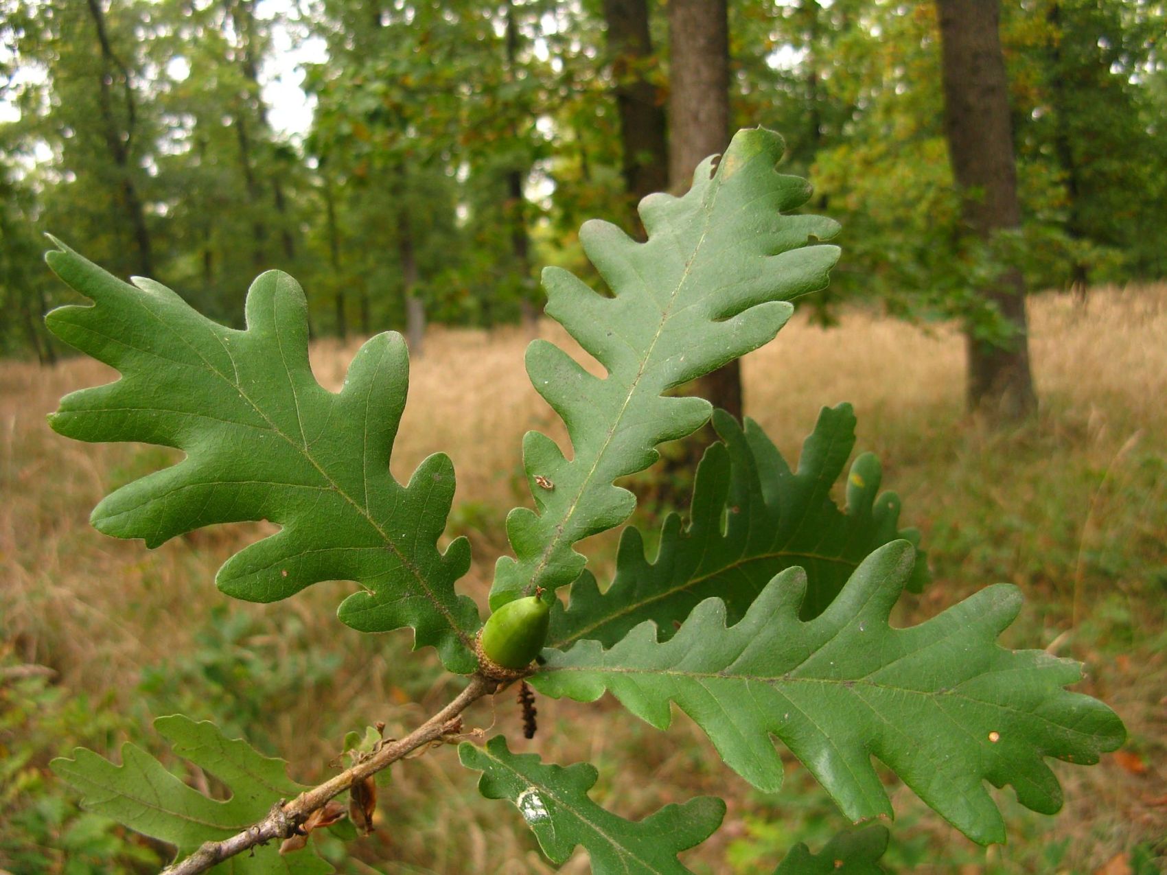 Quercus serrata соцветие