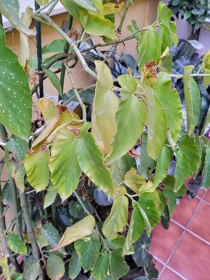 BEGONIA Maculata perdiendo hojas! Ayuda por favor