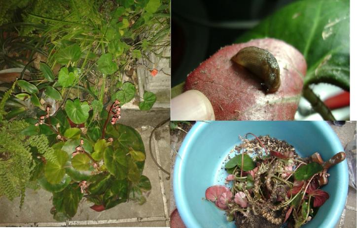 Begonia atacada por babosas