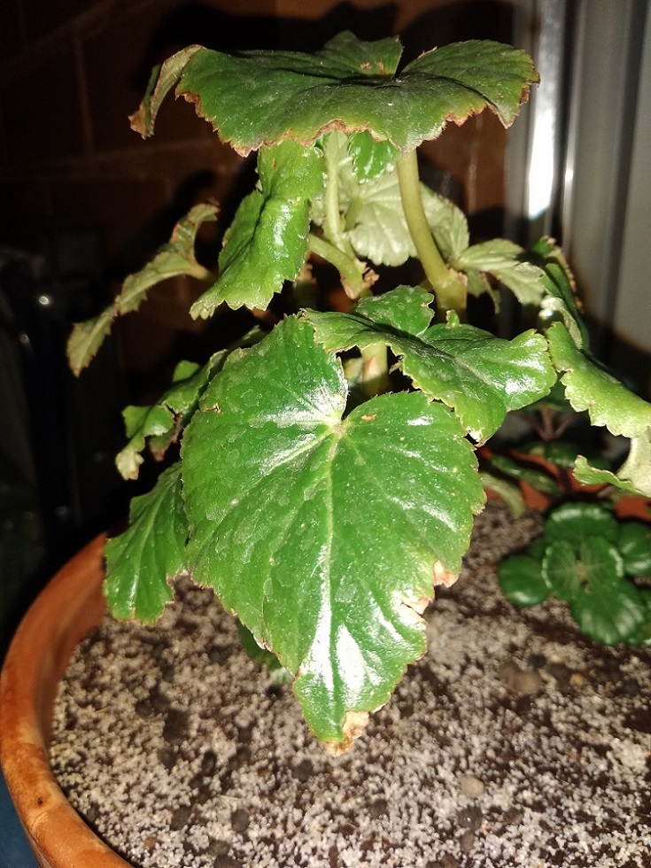 conocen esta begonia?