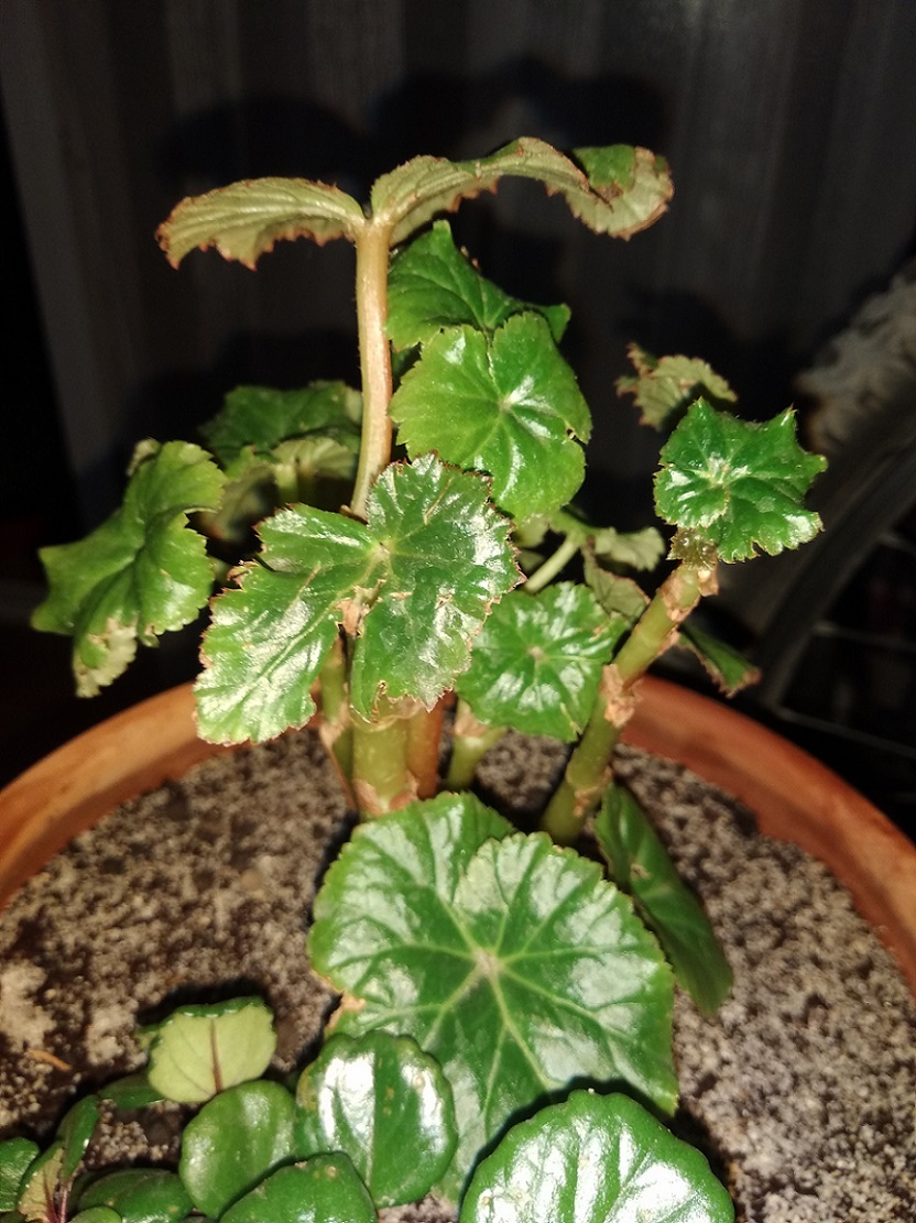 conocen esta begonia?