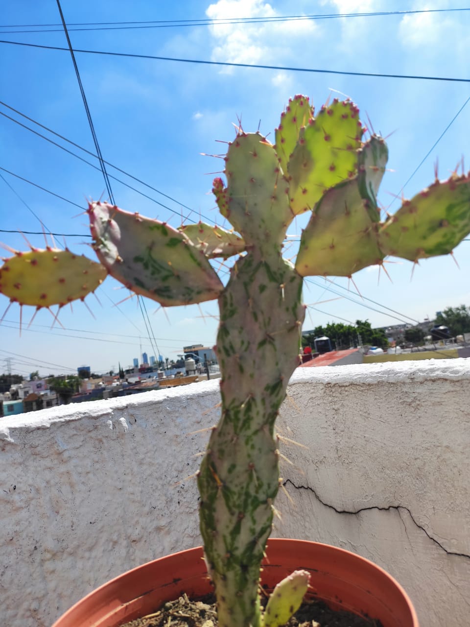 Mi cactus esta raro. Que le pasa?