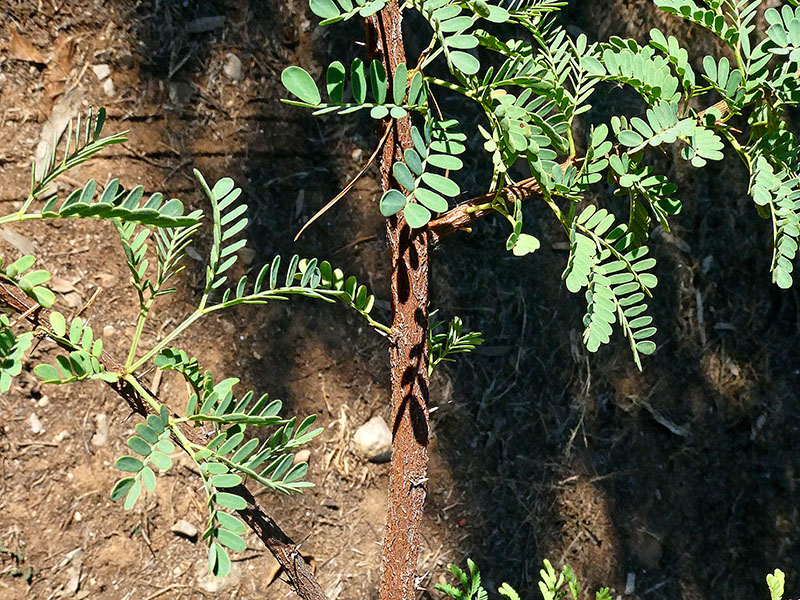 Identificar una especie de Acacia