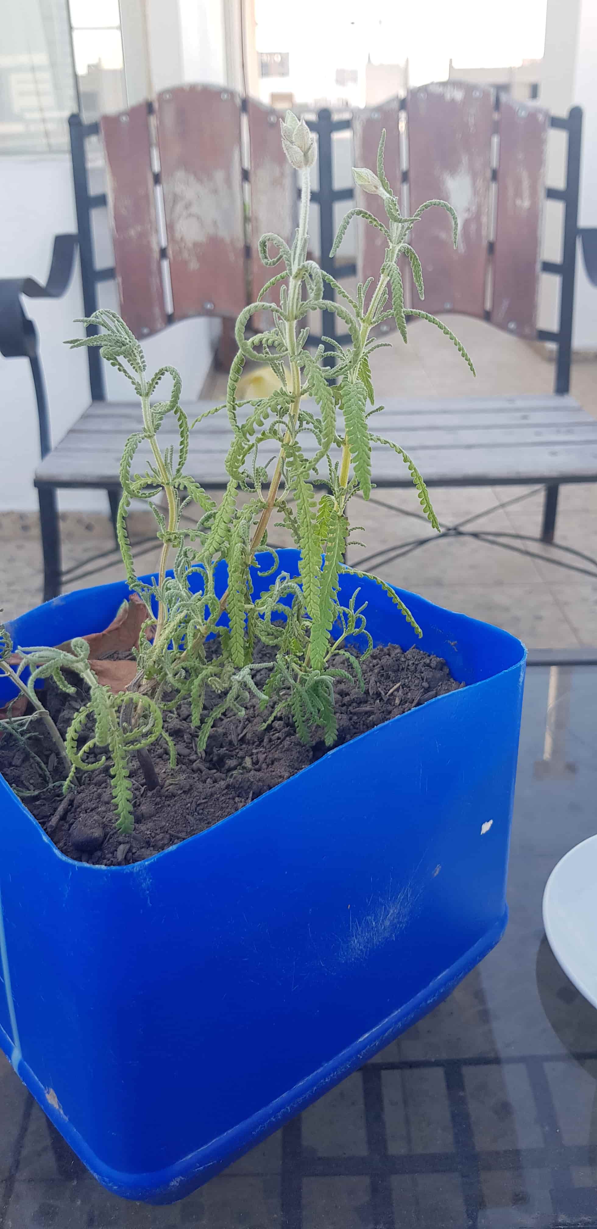 Ayuda lavanda hojas caidas