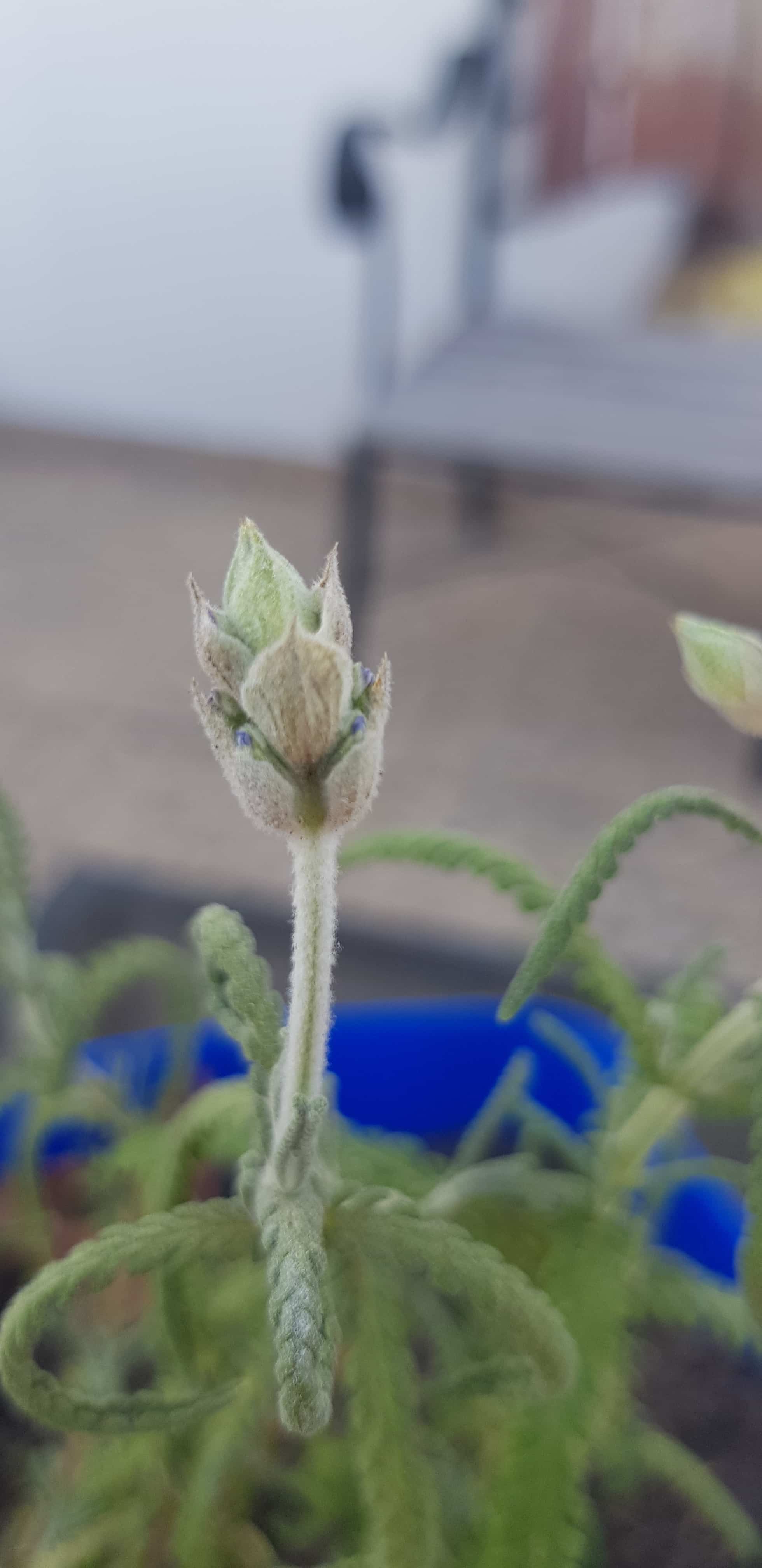 Ayuda lavanda hojas caidas