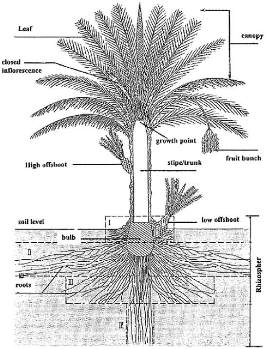 Date Palm Description