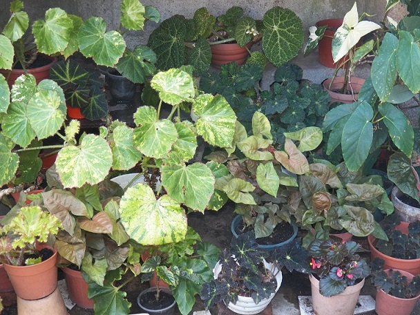 Begonia maculata acabada de comprar