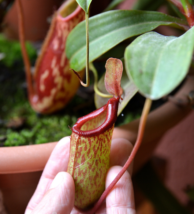 Nepenthes Beccariana Y Otras Nepenthes.