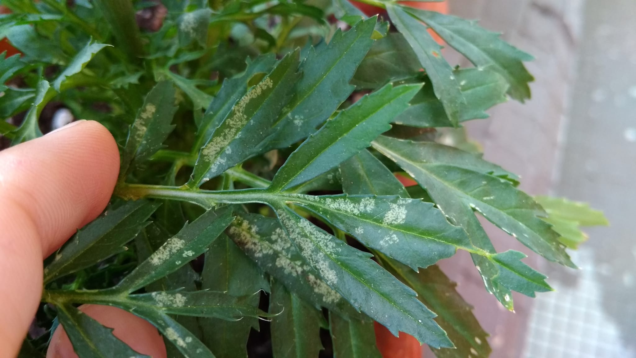 Tagetes (o clavel chino, cempasúchil), se le están muriendo las hojas