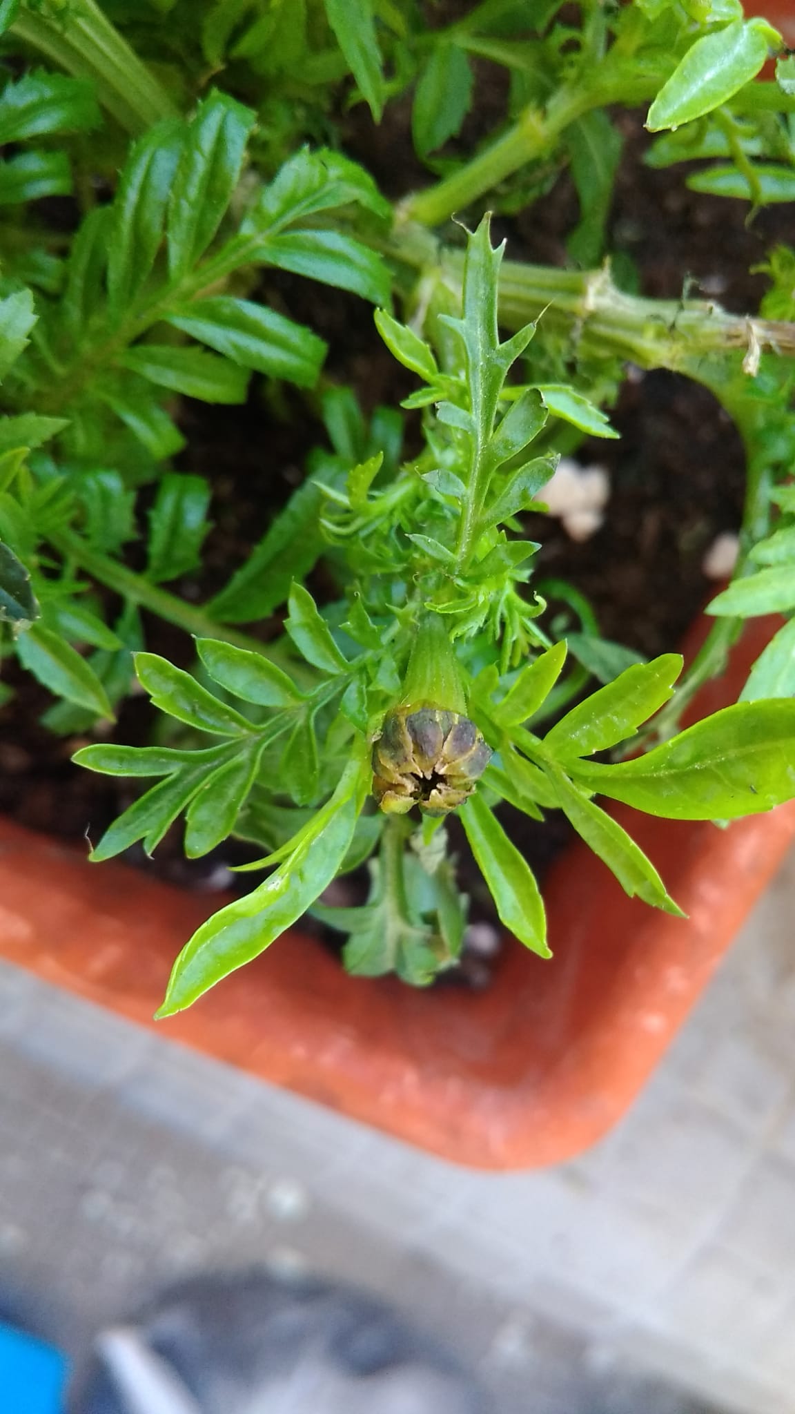 Tagetes (o clavel chino, cempasúchil), se le están muriendo las hojas