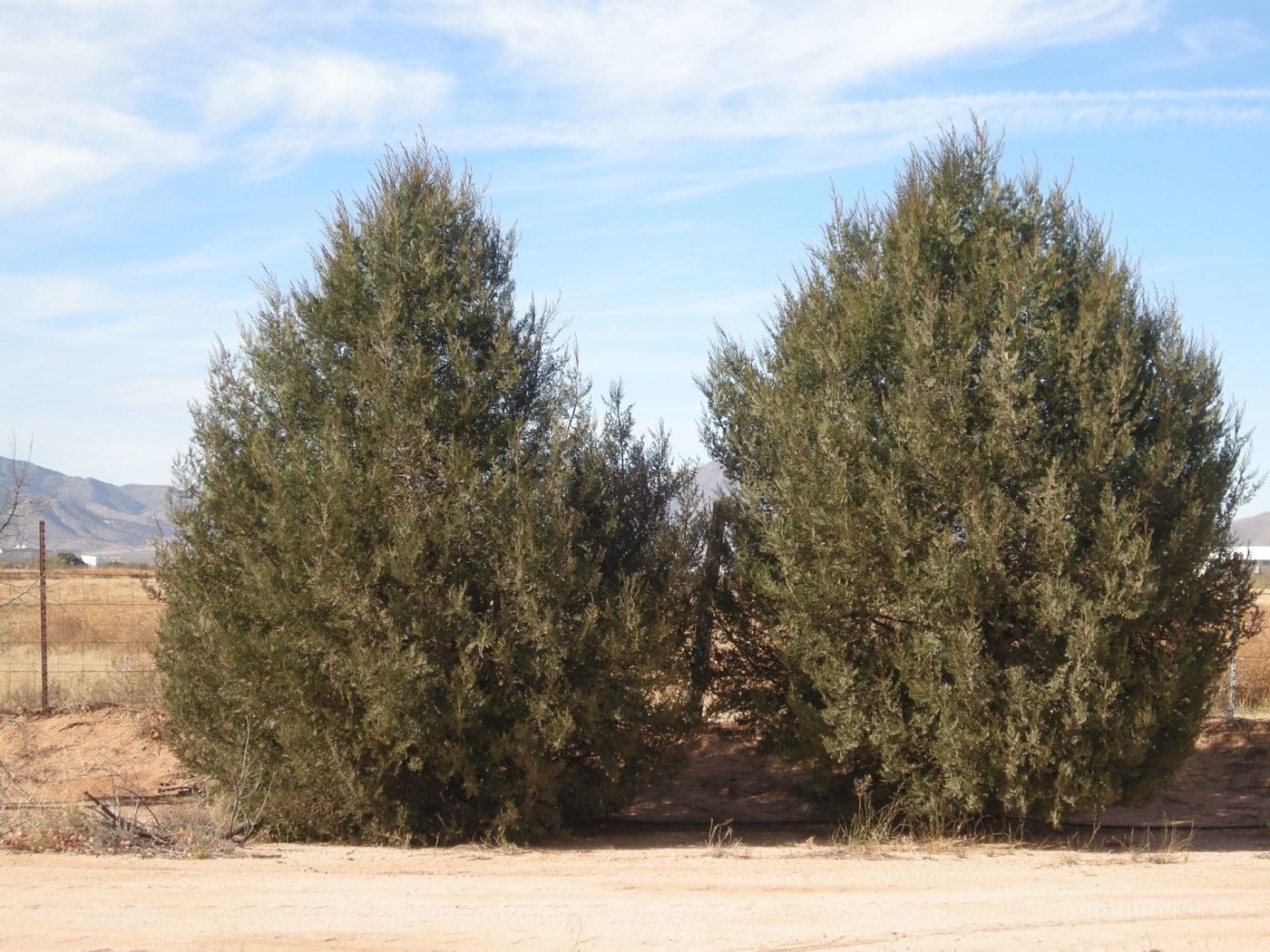 Cupressus dupreziana `dupreziana', un ciprés endémico del Sáhara