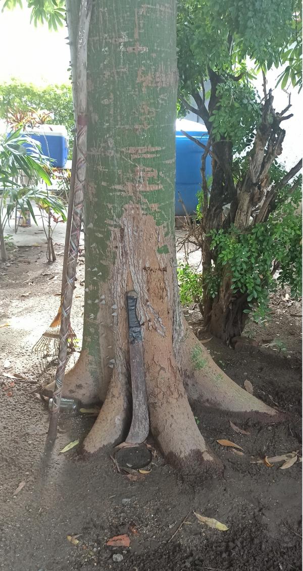 Como evitar que la raíz de una Ceiba levanté el suelo?