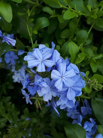 Nombre de arbusto con flores lilas