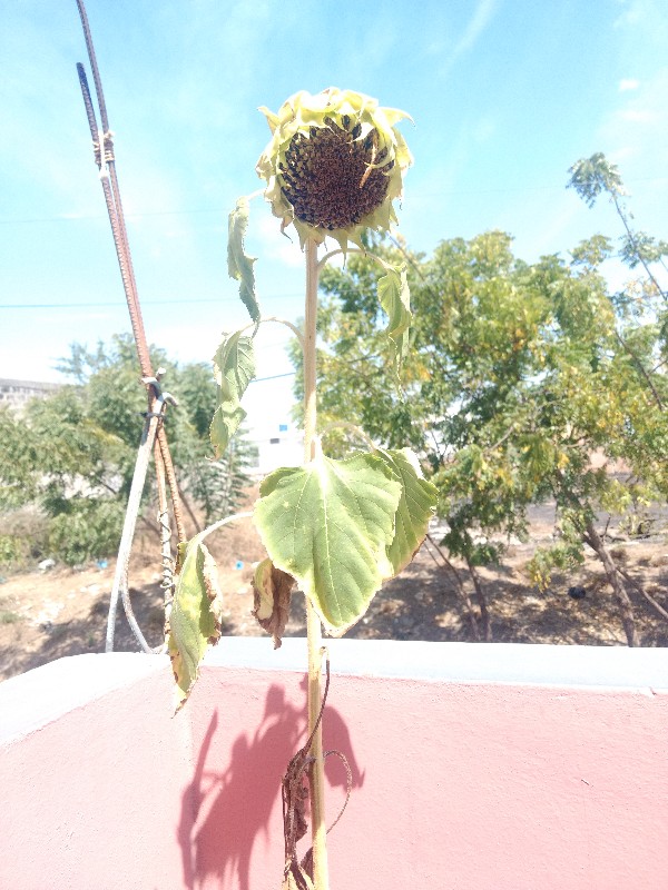 Girasol caído marchitandose