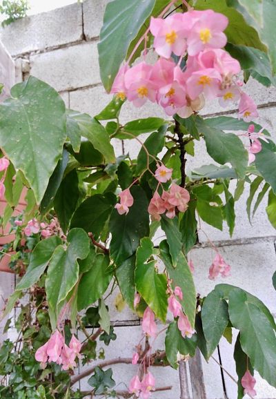 Fotos de las plantas de Alma: sol y sombra. | Página 2